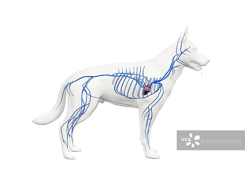 狗狗血管结构图图片素材