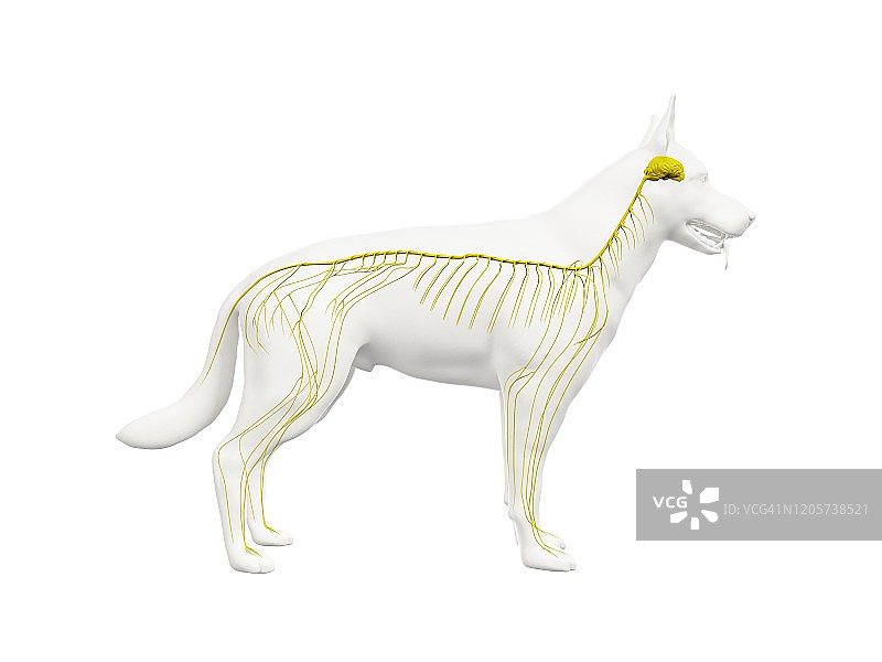 狗的神经系统图示图片素材