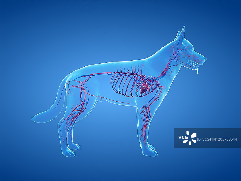 狗的血管系统图图片素材