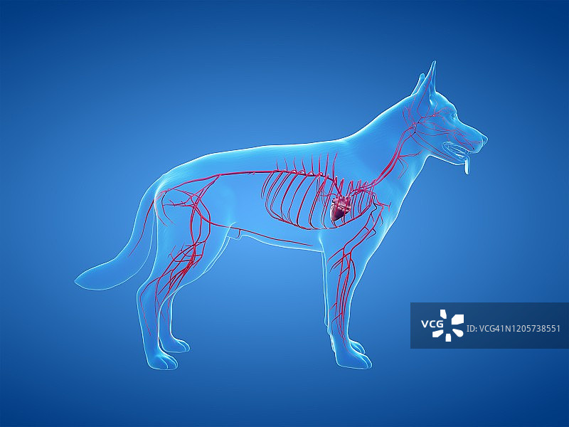 小狗动脉图图片素材