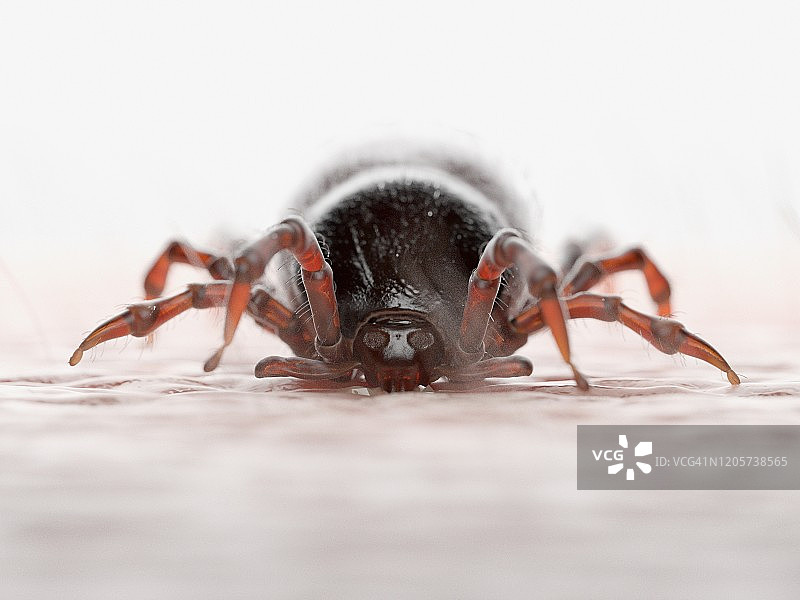 叮咬人体的蜱虫插画图片素材