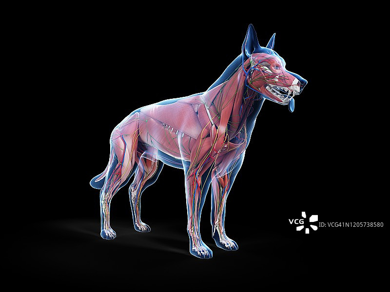 狗的解剖结构，图示图片素材