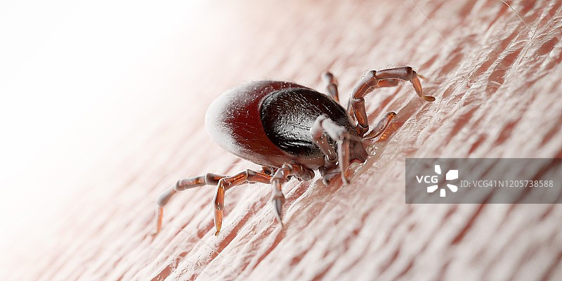 叮咬人体的蜱虫插画图片素材