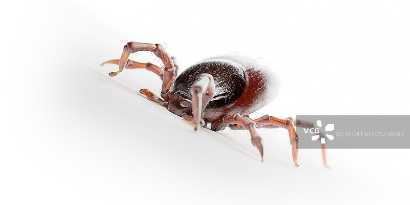 蜱虫插画图片素材