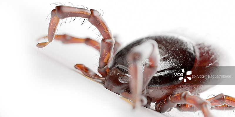 蜱虫插画图片素材