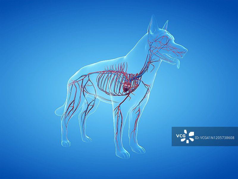 狗的血管系统图图片素材