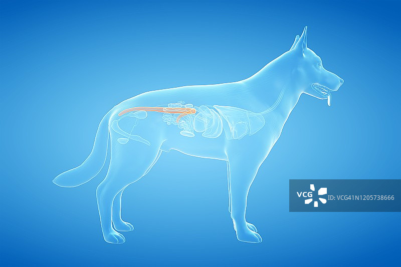 犬结肠插图图片素材
