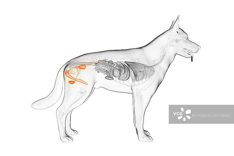 狗的生殖器官，插图图片素材