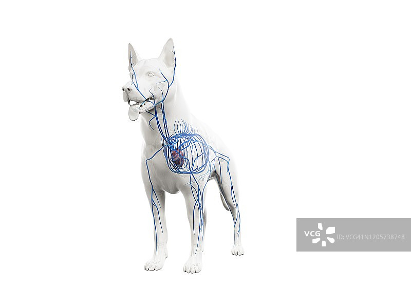 狗狗血管结构图图片素材