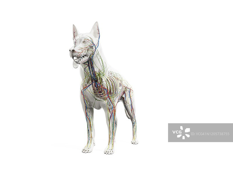 狗的解剖结构，图示图片素材
