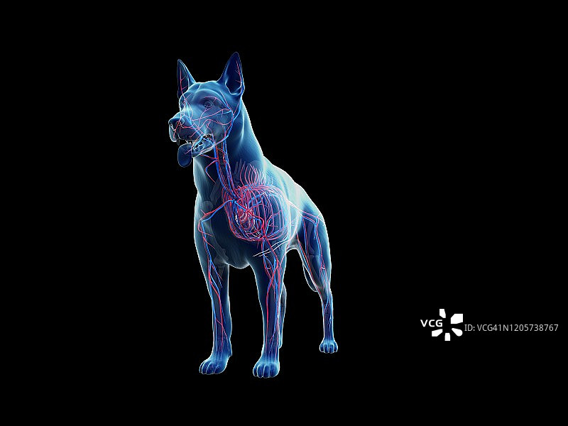 狗的血管系统图图片素材