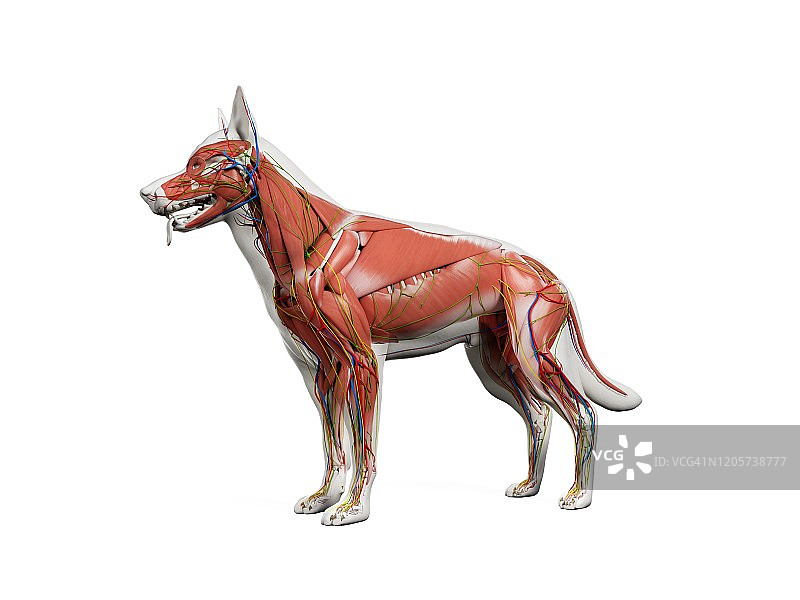 狗的解剖结构，图示图片素材