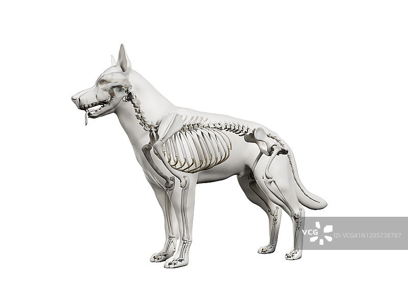 狗骨骼插图图片素材
