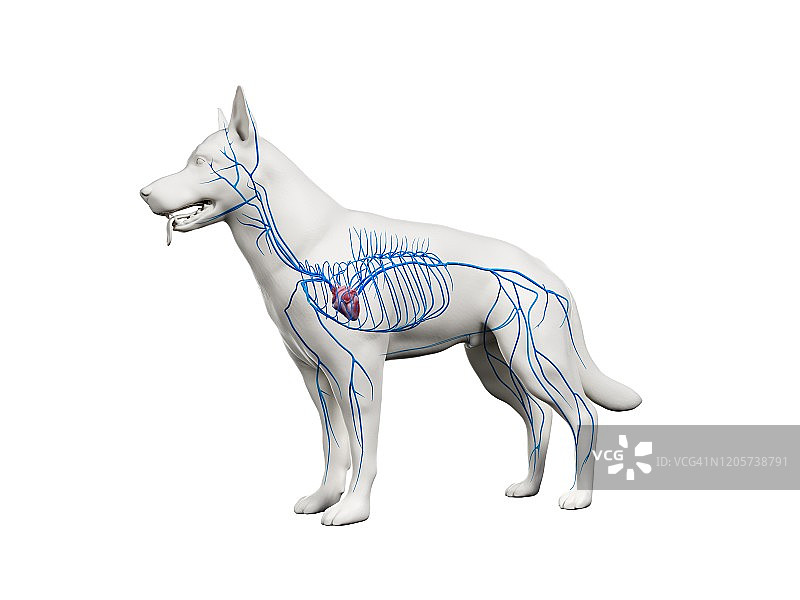 狗狗血管结构图图片素材