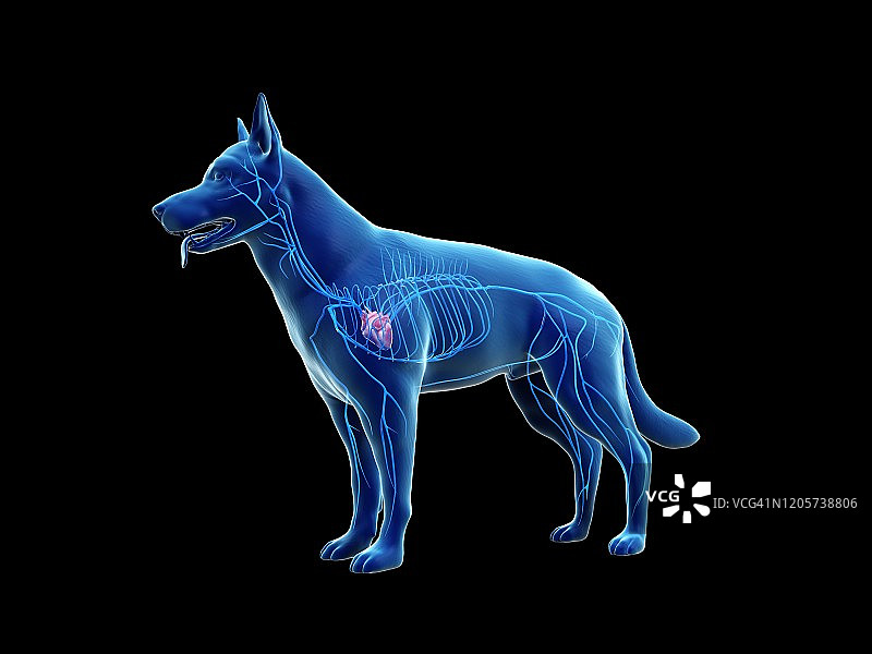 狗狗血管结构图图片素材
