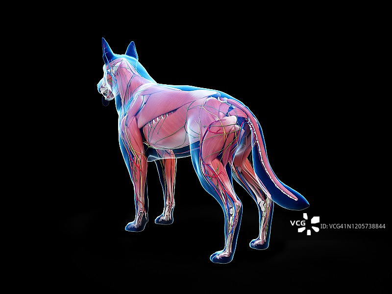 狗的解剖结构，图示图片素材