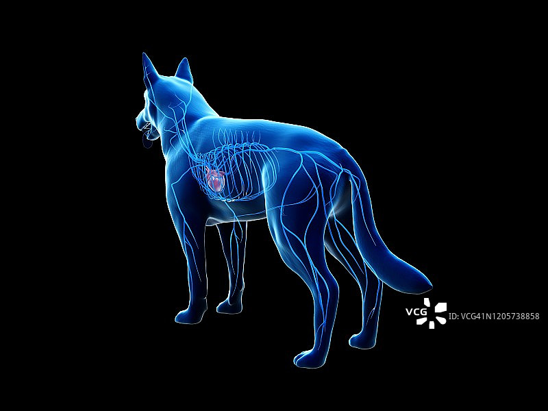 狗狗血管结构图图片素材