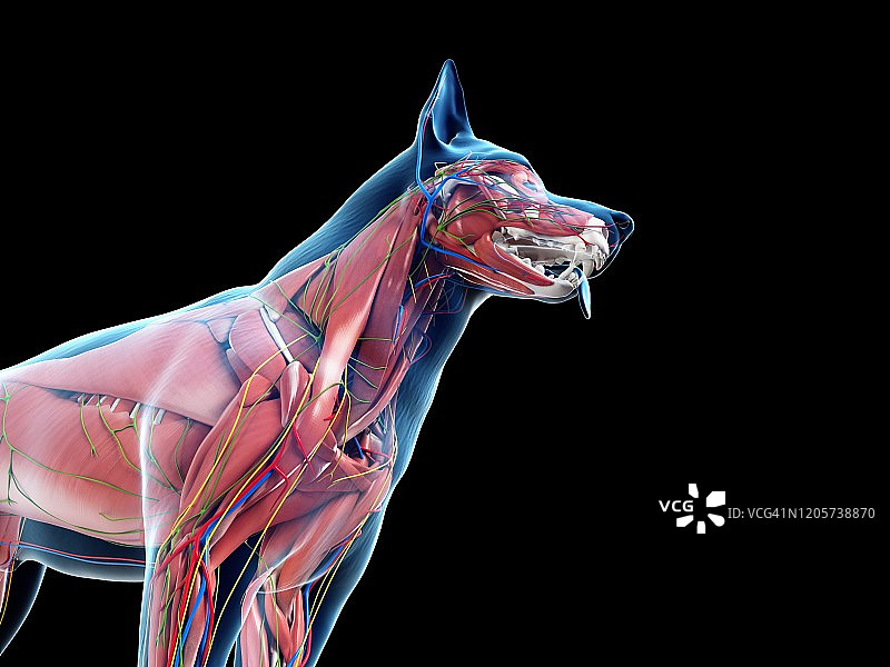 狗的解剖结构，图示图片素材