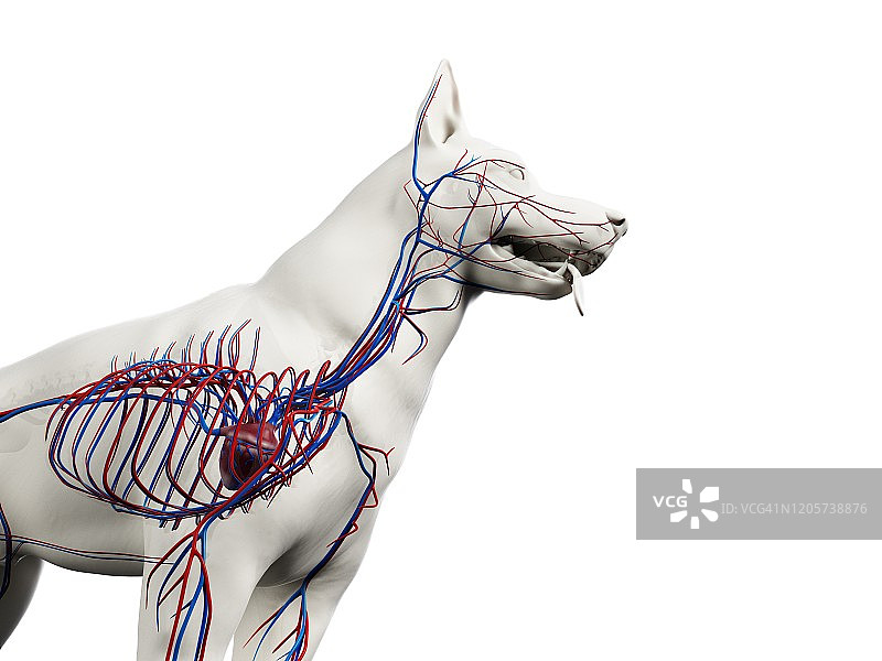 狗的血管系统图图片素材