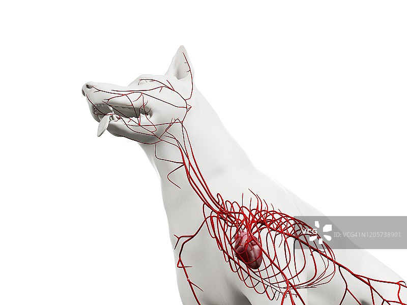 小狗动脉图图片素材