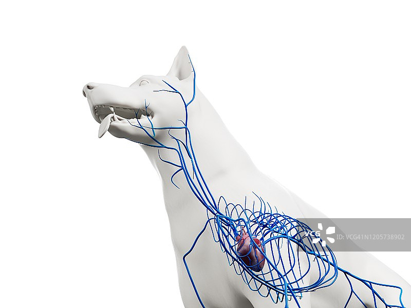 狗狗血管结构图图片素材