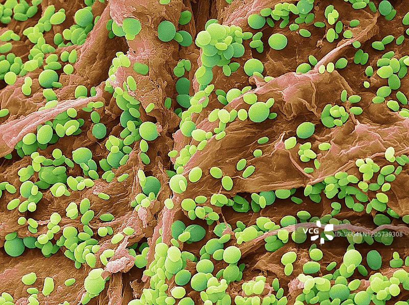 酵母，扫描电镜图片素材