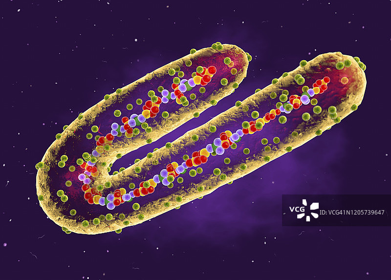 马尔堡病毒剖面图图片素材