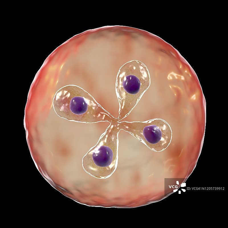 红细胞内的巴贝西虫寄生虫，图示图片素材