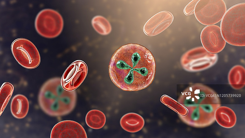 红细胞内的巴贝西虫寄生虫，图示图片素材