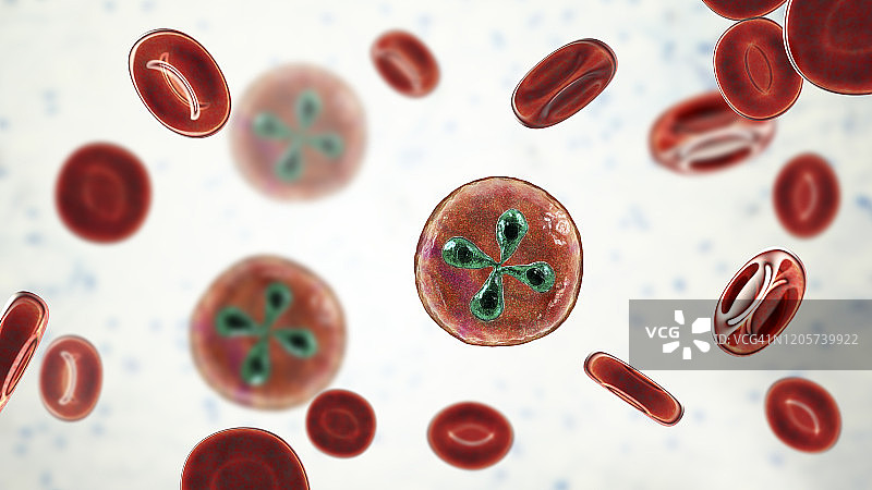 红细胞内的巴贝西虫寄生虫，图示图片素材
