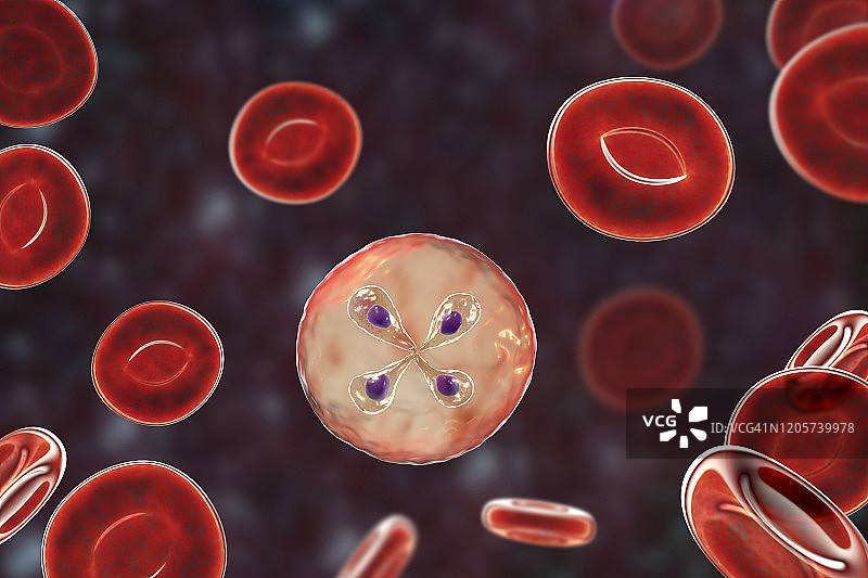 红细胞内的巴贝西虫寄生虫，图示图片素材