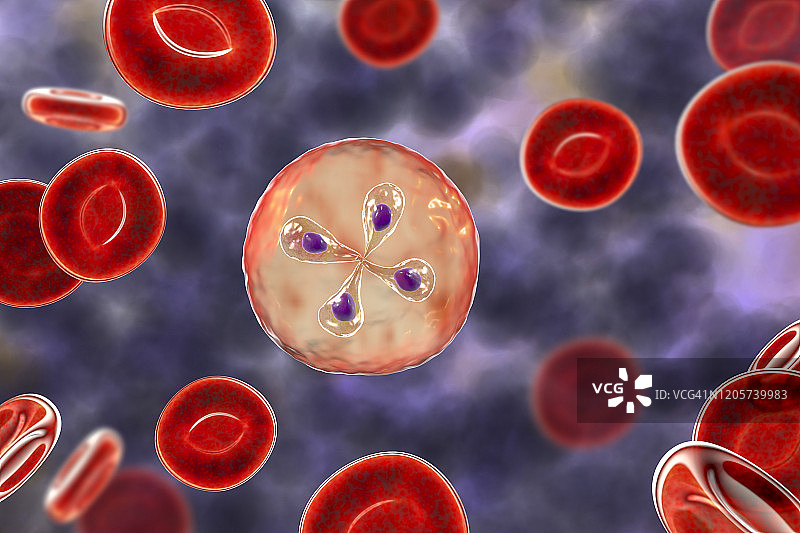 红细胞内的巴贝西虫寄生虫，图示图片素材