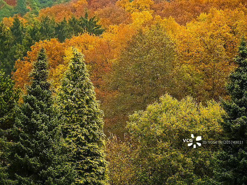 德国秋季的树林图片素材