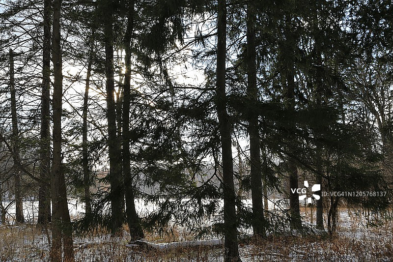 雪覆盖的森林中的常绿树图片素材