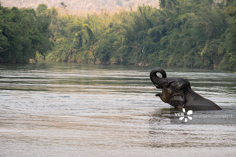 泰国野生动物象群之旅与林业保护图片素材