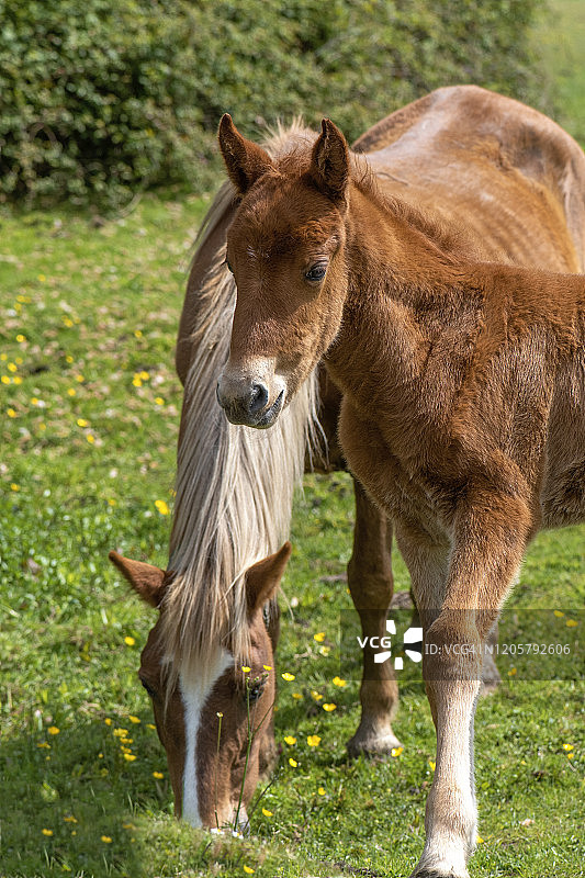栗色新森林小马和驹在新森林国家公园特写，英格兰汉普郡图片素材