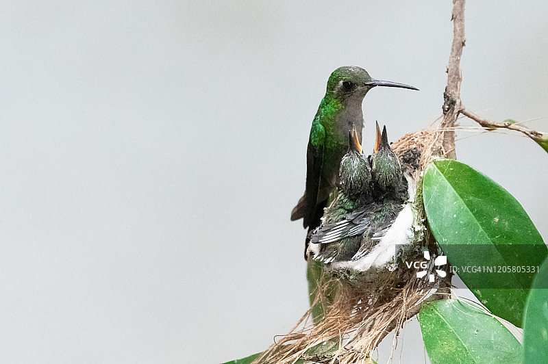 古巴翠蜂鸟在巢中喂食幼鸟图片素材