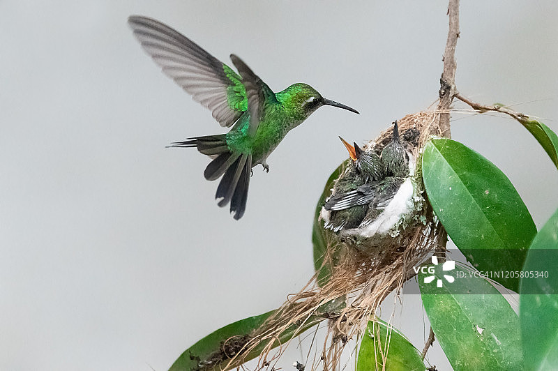 古巴翠蜂鸟在巢中喂食幼鸟图片素材