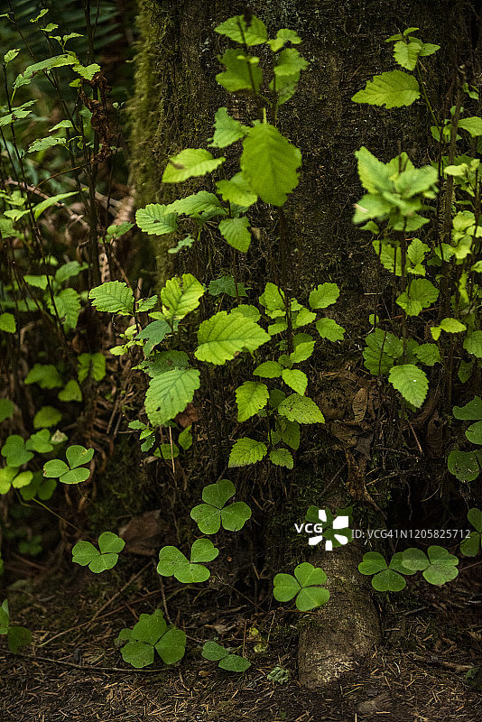 华盛顿霍河雨林图片素材