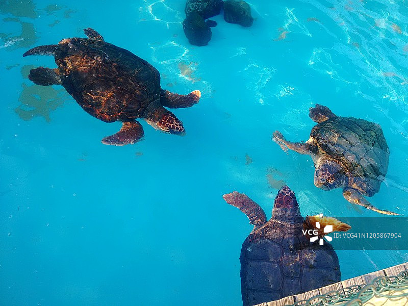 海龟或海洋龟类图片素材