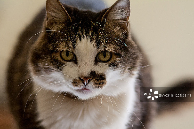 肥猫特写图片素材