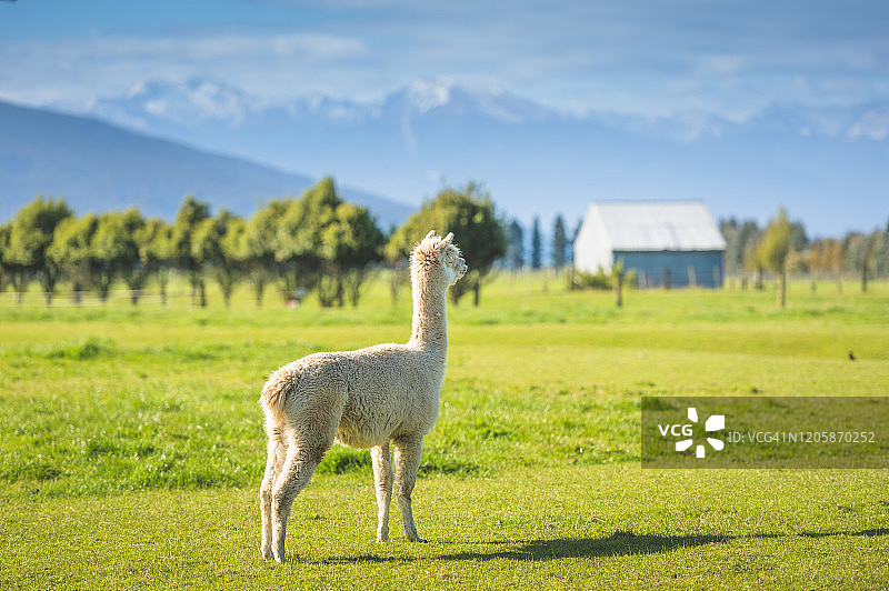 新西兰南岛自然风光背景下的白色羊驼图片素材