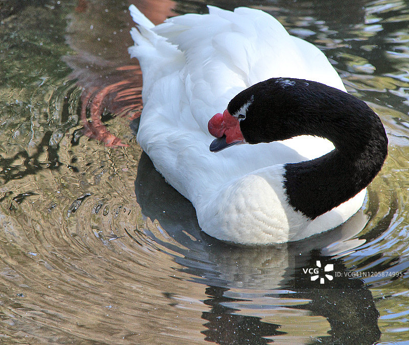 黑颈天鹅图片素材
