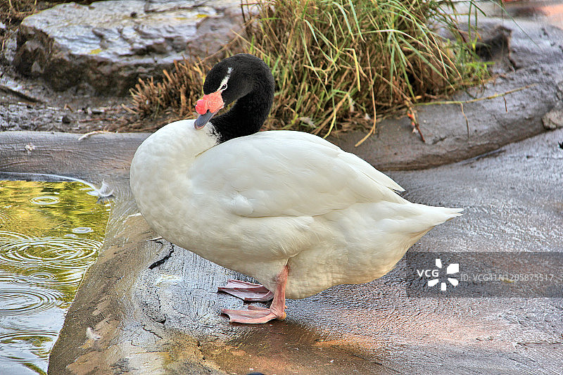 黑颈天鹅图片素材