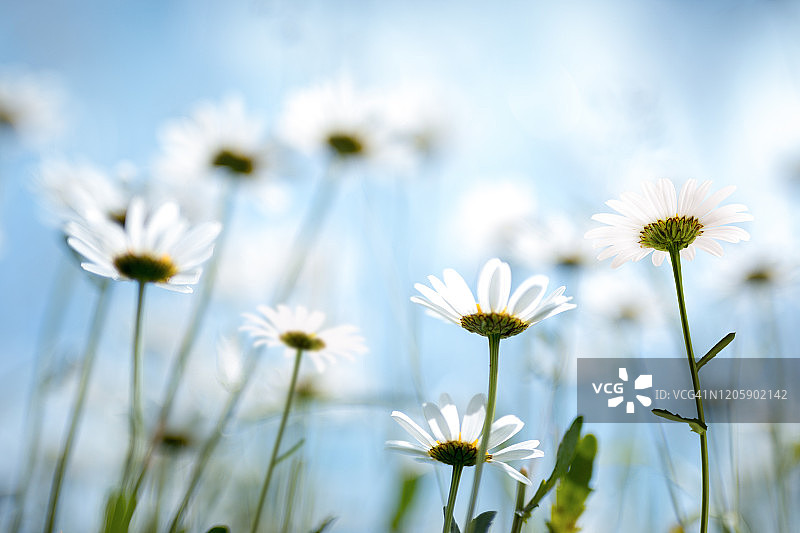 春天的花朵图片素材