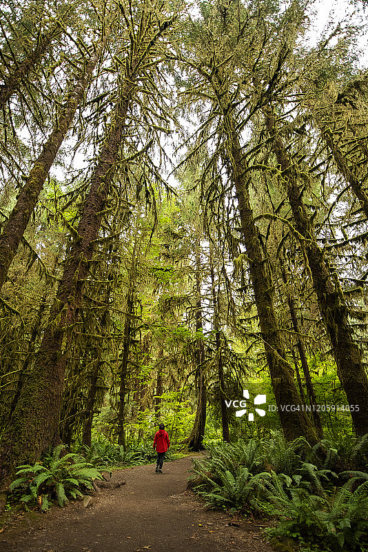 霍雨林，奥林匹克国家公园。美国华盛顿州。图片素材