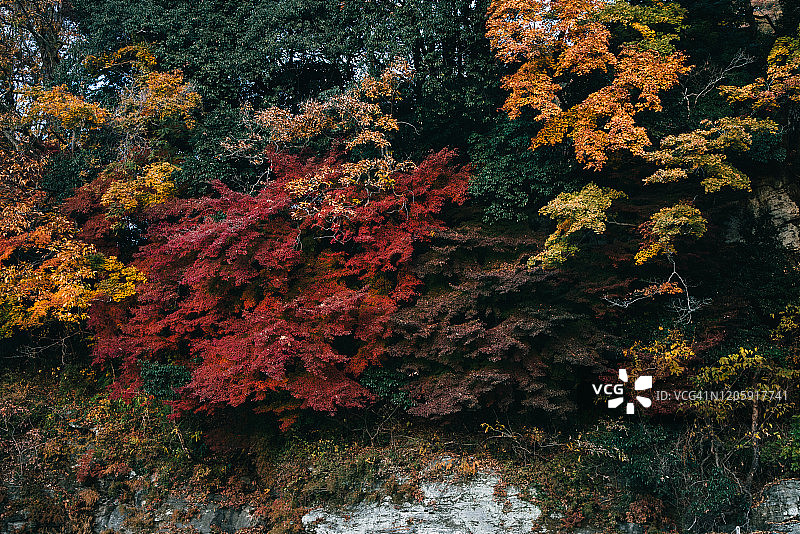 日本埼玉县秩父市长瀞町荒川的秋色和红叶图片素材