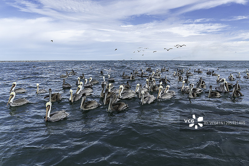 鹈鹕漂浮在水中，墨西哥下加利福尼亚州马格达莱纳湾图片素材