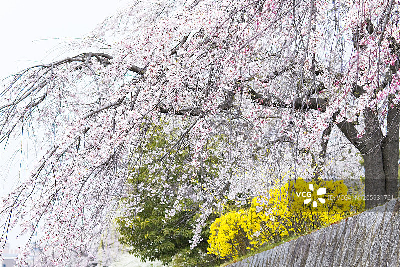 哭泣的樱花图片素材