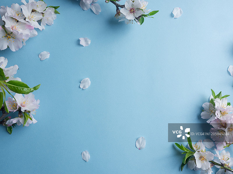冬季主题：蓝色背景上的杏花，秋冬季概念，扁平风格，顶部视角图片素材